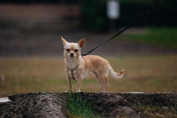 Die besten natürlichen Stoffe für hypoallergene Mode: Eine Entdeckungsreise zu hautfreundlichen Materialien